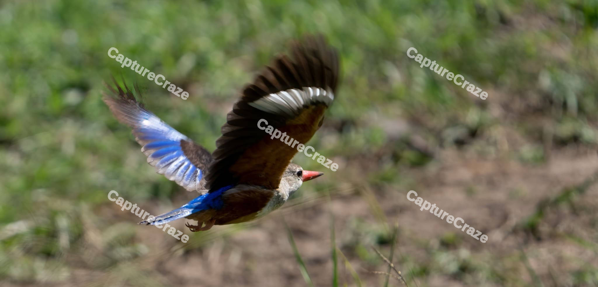 Grey-Headed Kingfisher